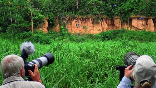 tambopata jungle tours - avistamiento de guamayos